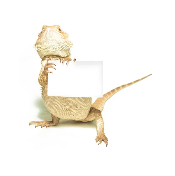 흰색 바탕에 손에 도마뱀 보유 카드 — 스톡 사진
