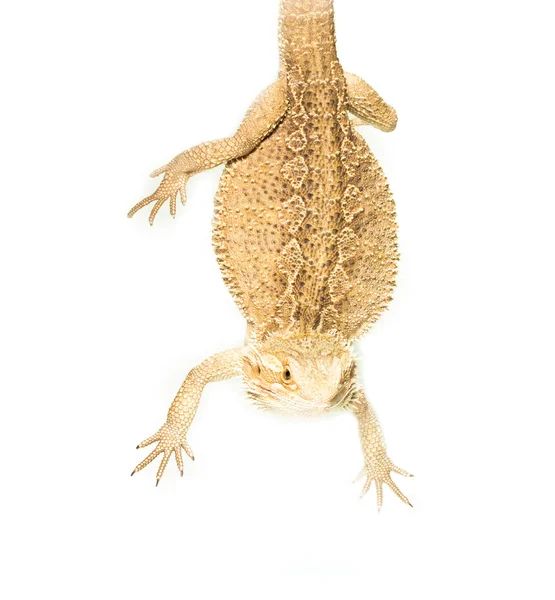 Lizard pogona viticeps handing on tail on white background — Stock Photo, Image