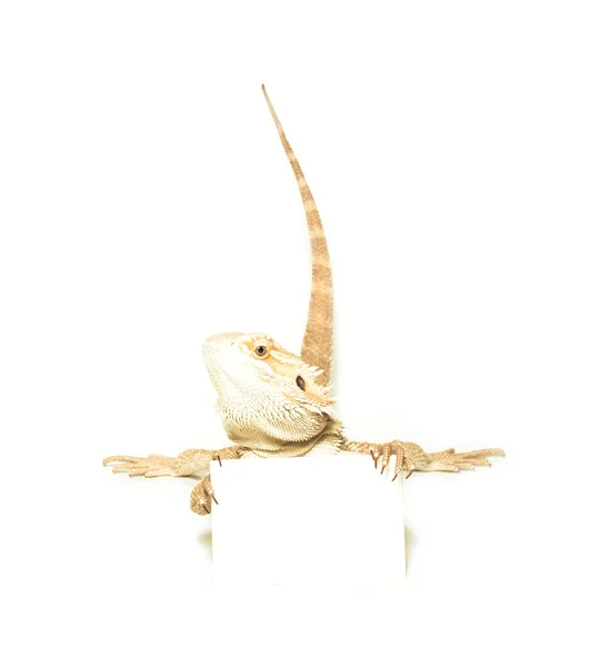 Lizard holding card in hand on white background — Stock Photo, Image