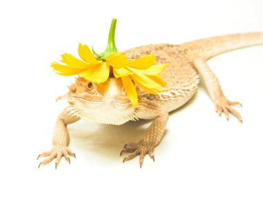 Lizard pogona viticeps on white background clipart