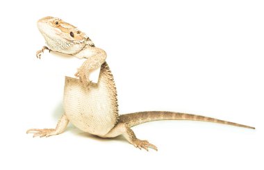 Lizard holding card in hand on white background clipart