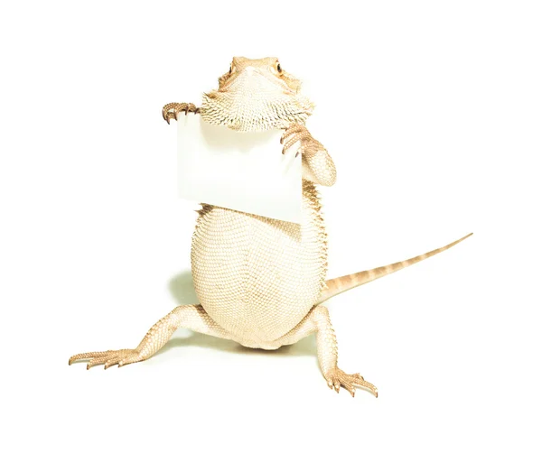 白い背景の上の手でトカゲ保有カード — ストック写真