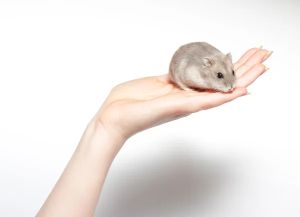 Sitzender Hamster isoliert auf weißem Grund — Stockfoto