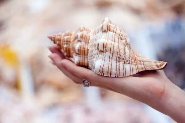 Beach shell held in hand — Stock Photo, Image