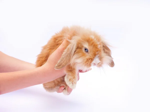 Piccoli conigli nelle mani — Foto Stock