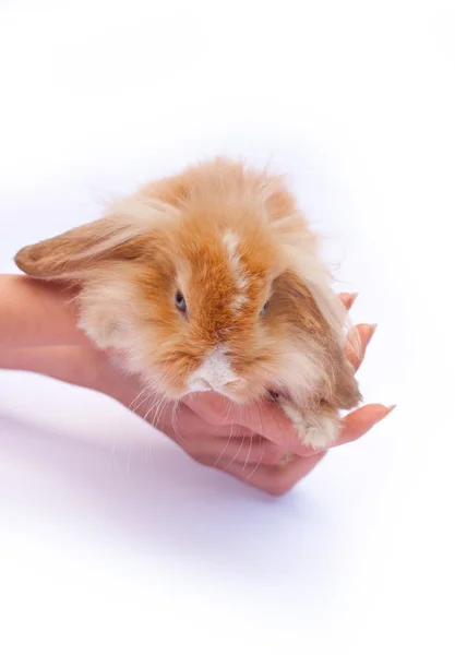 Little rabbit in the hands — Stock Photo, Image
