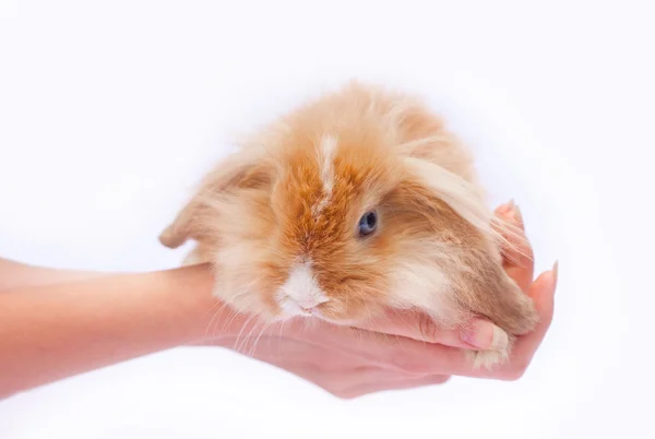 Piccolo coniglio nelle mani — Foto Stock