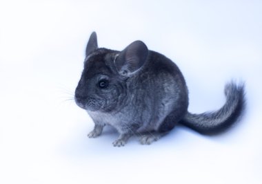 Beyaz genç chinchilla