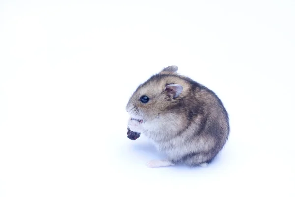 Beyaz zemin üzerine cüce hamster — Stok fotoğraf