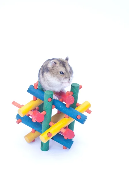 Dwerg hamster op speelgoed witte achtergrond — Stockfoto