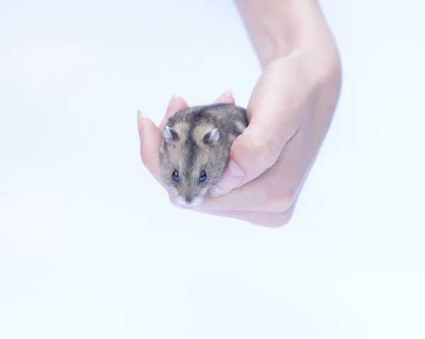 Sittande hamster isolerad på vit — Stockfoto