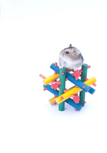 Dvärg hamster på leksak vit bakgrund — Stockfoto