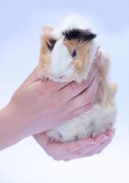 stock image Funny cavy on white in hand