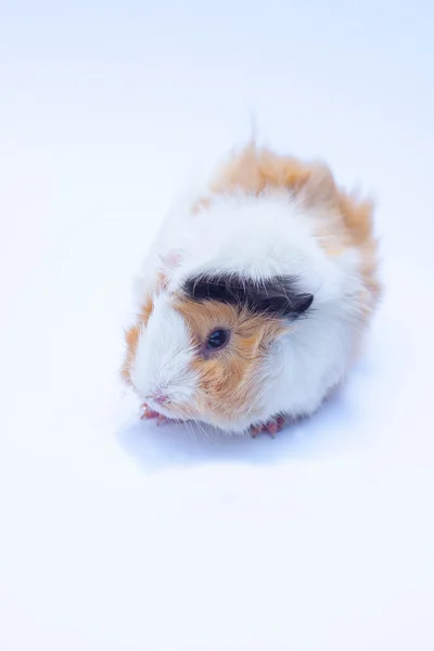 Funny little cavy on white — Stock Photo, Image