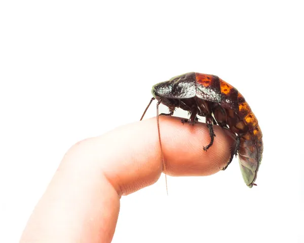 Μαδαγασκάρη κατσαρίδα. απομονωθεί σε λευκό. — Φωτογραφία Αρχείου