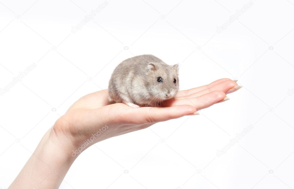 Sitting hamster isolated on white