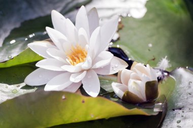 White water lily clipart
