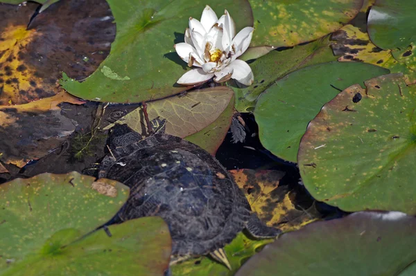 Djur - sköldpaddor i vattnet — Stockfoto