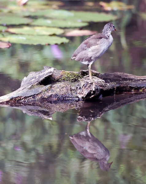 Zvířata - mladá kachna na vodě — Stock fotografie