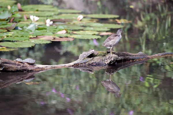 Tiere - junge Enten und Schildkröten auf dem Wasser — Stockfoto