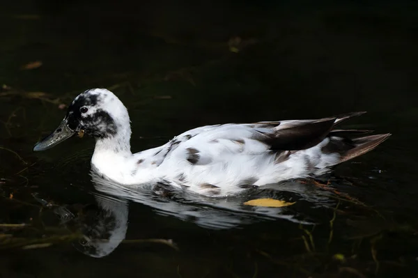 Animales - Pato blanco con cabeza negra mientras nada en el agua — Foto de Stock