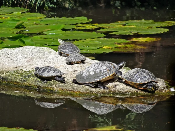 Ζώα - χελώνες πάνω στο νερό Royalty Free Εικόνες Αρχείου