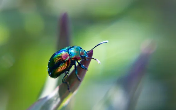 坐在一片叶子上的甲壳虫 — 图库照片