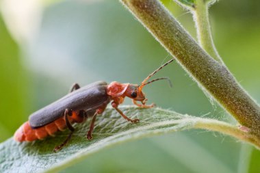 Beetle sitting on a leaf clipart