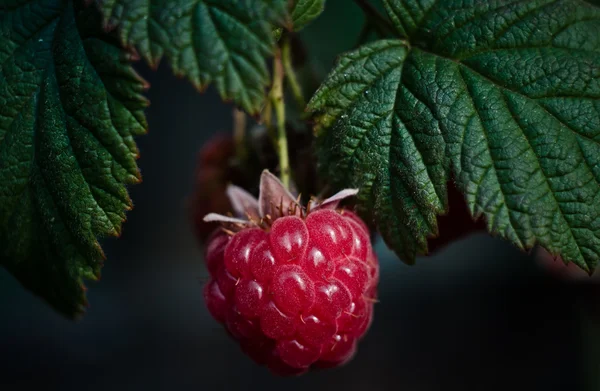 stock image Raspberry