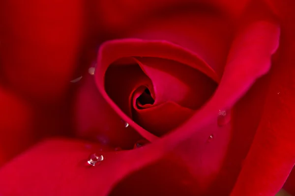 Róża zbliżenie — Zdjęcie stockowe