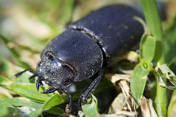 Stag beetle vrouwtje — Stockfoto