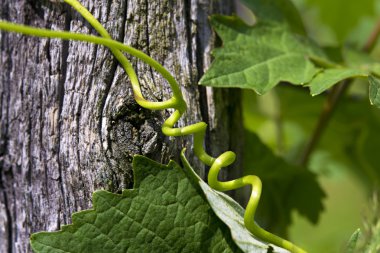 Tendril macro clipart