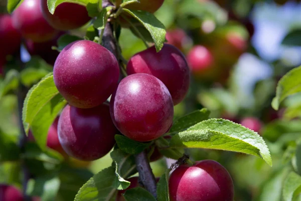 Plums on the tree — Stock Photo, Image