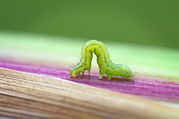 Macro da lagarta — Fotografia de Stock