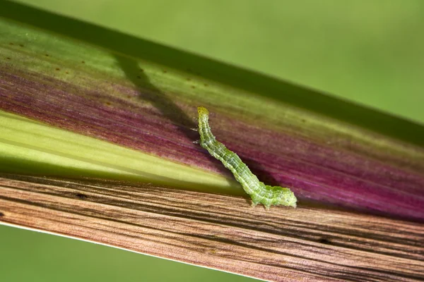 Caterpillar makro — Stockfoto
