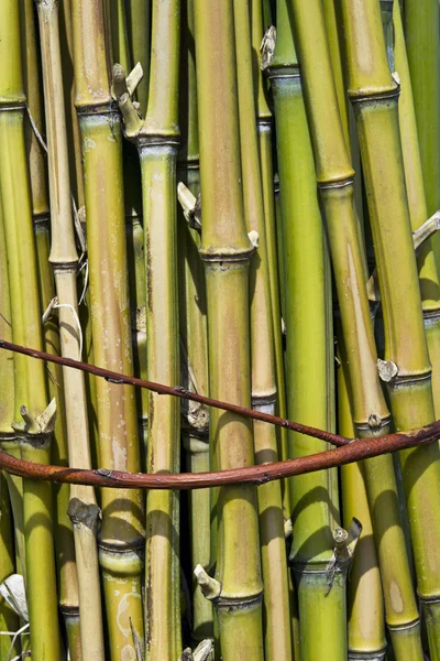 stock image Bundle of bamboo stalks