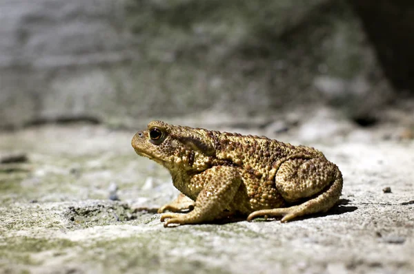 Toad in the night — Stock Photo, Image