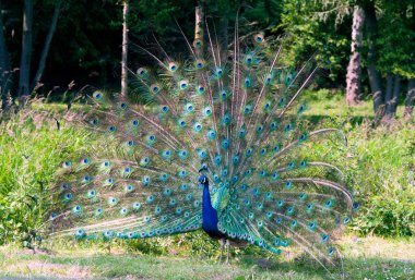 Açık kuyruklu peacock