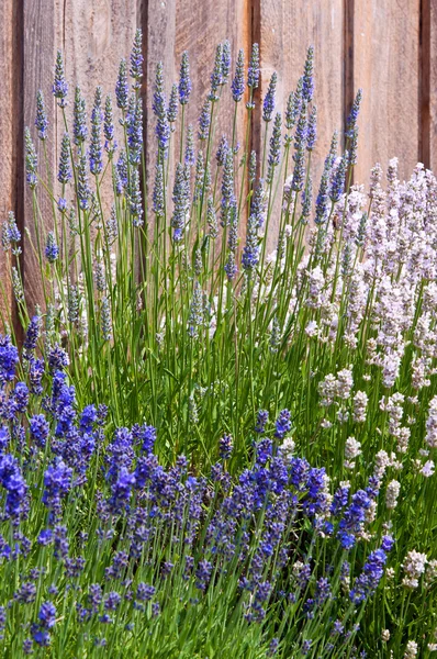 stock image Purple and white lavender near fence