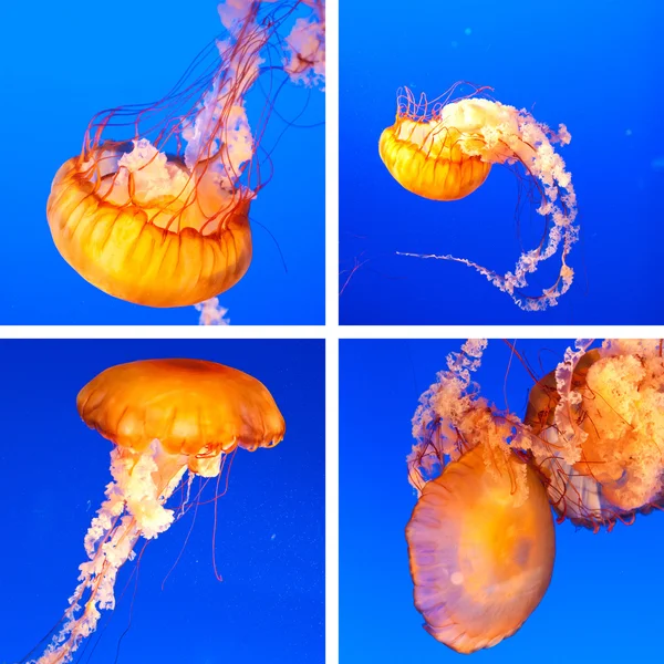 stock image Jellyfish collage