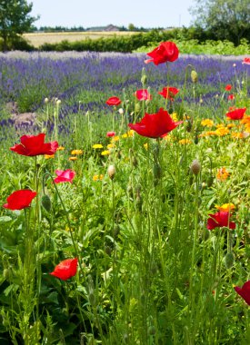 Poppies on lavender field clipart