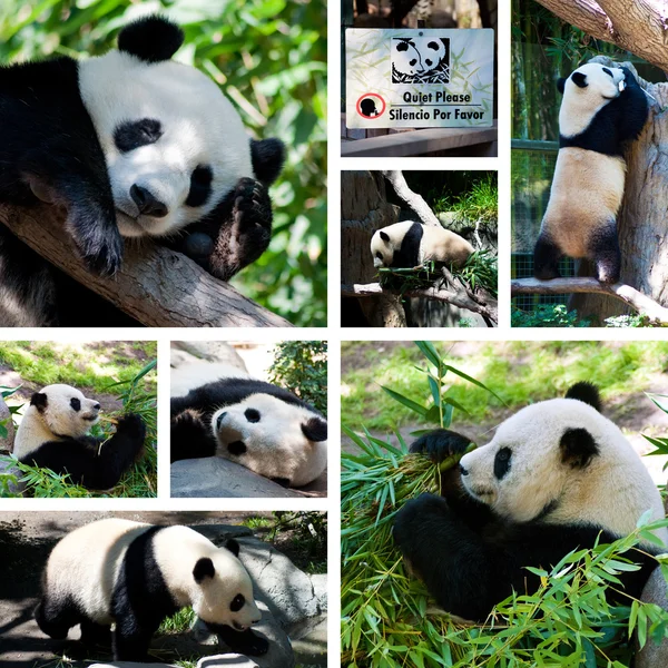 Panda kolaż — Zdjęcie stockowe