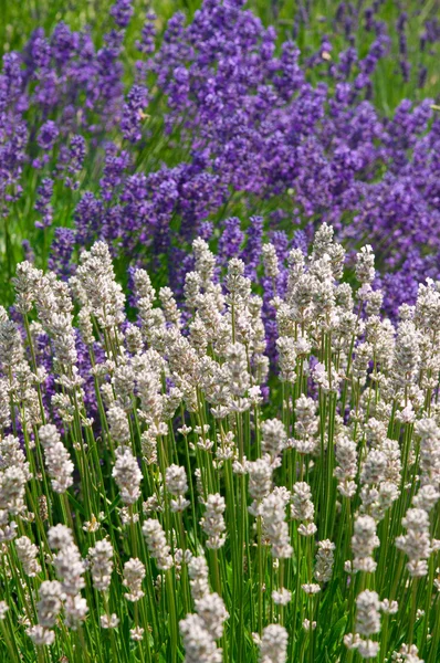 Paars en wit lavendel — Stockfoto