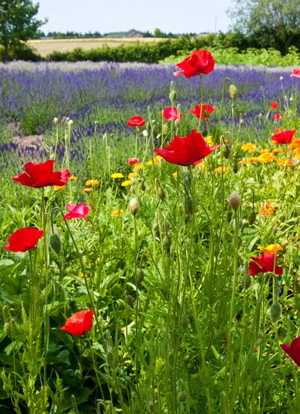 stock image Poppies on lavender field