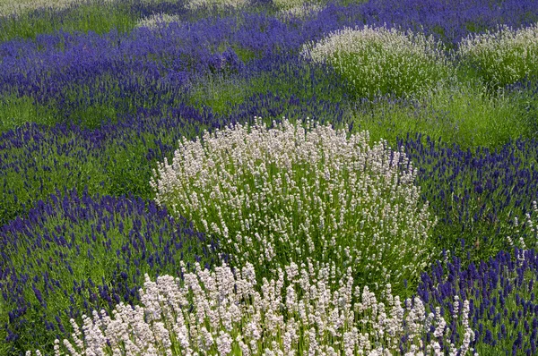 Lawendowe pole białe i fioletowe roślin — Zdjęcie stockowe