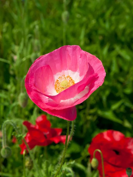 Różowy maku wśród czerwonych — Zdjęcie stockowe