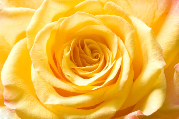 Żółty pąk róży — Zdjęcie stockowe