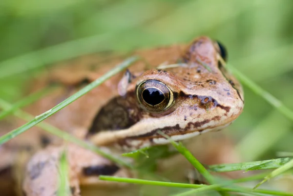 Žába v trávě — Stock fotografie