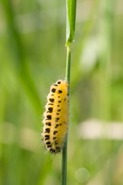 Caterpillar on a branch clipart