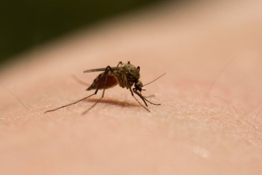 Sivrisinek kan emmek